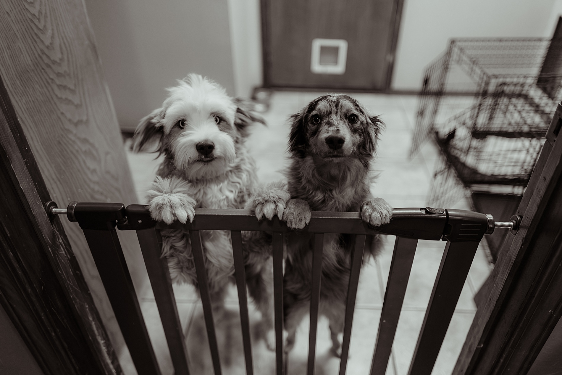 family dogs at gate